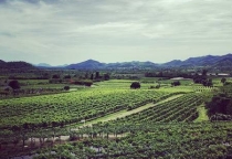 Vườn nho Hua Hin Hills (Monsoon Valley Vineyards)